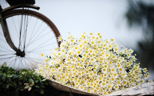 Cũng nhờ dịch vụ chụp ảnh tại vườn cúc họa mi mà người dân kiếm thêm thu nhập mỗi mùa cúc về. Hàng ngày có tới hàng trăm lượt người tới chụp ảnh với các vườn cúc này.