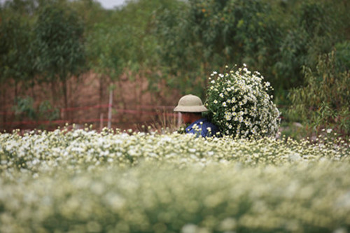 So với mọi năm, cúc họa mi năm nay nở muộn hơn khoảng 1 tuần do thời tiết nắng nhiều nhưng chính điều này đã khiến bông cúc bung to hơn, đẹp hơn và được giá hơn. Ảnh: Lao Động.