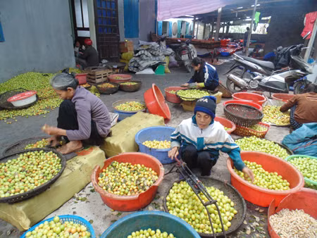Hàng năm, cứ vào đầu tháng 11 âm lịch, không khí làng Vị, Hưng Yên lại tấp nập hơn hẳn, khắp nơi trong làng đều nhộn nhịp người bán, kẻ mua các loại mứt táo, mứt gừng phục vụ Tết cổ truyền. Ảnh: Báo Hưng Yên.