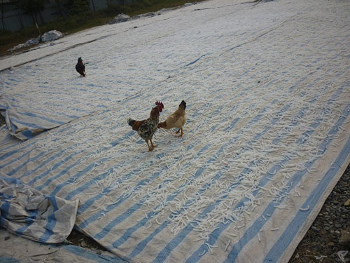 Tuy nhiên, trong những năm gần đây, vấn đề vệ sinh an toàn thực phẩm lại trở thành thách thức, nỗi lo lớn nhất đối với mứt Xuân Đỉnh. Hình ảnh mứt phơi cả góc đường lẫn bãi trống, gà chó và ruồi vô tư lượn quanh là điều thường thấy ở làng nghề Xuân Đỉnh. Thực trang mất vệ sinh trong chế biến mứt ở Xuân Đỉnh không phải mới diễn ra lần đầu và nổi tiếng không thua gì thương hiệu mứt của làng nghề này. Ảnh: Khám Phá.