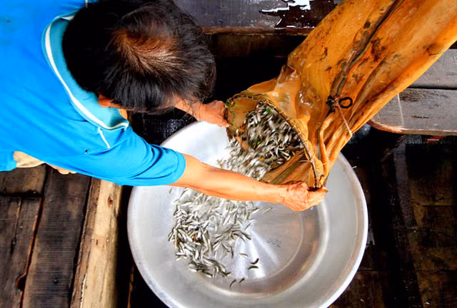 Trước đây, mùa nước nổi mang lại nguồn thu hàng nghìn tỷ đồng từ cá tôm cho người dân An Giang, Đồng Tháp. Nhưng nay nước không về, nhiều người đặt bẫy cá hàng giờ vẫn... về tay không. Cá linh non có giá khá cao do đầu mùa còn khan hiếm.