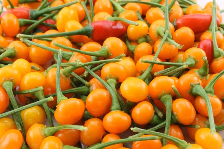 Giống ớt đắt đỏ này đòi hỏi phải kì công chăm sóc. Charapita chỉ trồng được ở môi trường hoang dã, trong rừng, cạnh những cây lớn… Loại ớt này được các đầu bếp của các nhà hàng cao cấp ưa thích nhờ hương vị tuyệt vời. Ảnh: Internet.