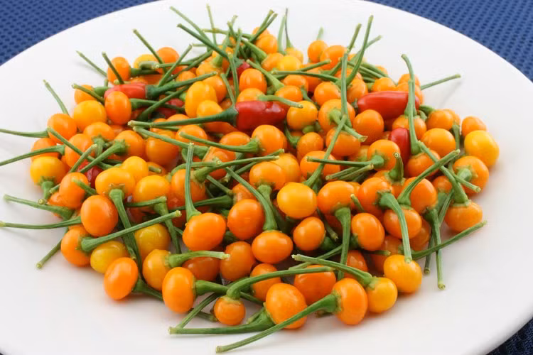 Charapita là loại ớt nhỏ có nguồn gốc ở miền bắc Peru. Giá của loại ớt đắt nhất thế giới này thấp nhất là 25.800 USD/kg (tương đương với khoảng 570 triệu đồng). Ớt charapita hiện được xếp cùng nhóm với gia vị đắt đỏ nhất thế giới như nhụy hoa nghệ tây và vani. Ảnh: Internet.