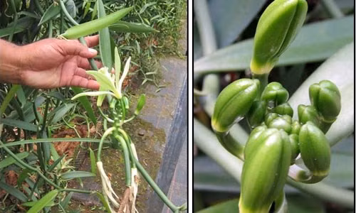 Những cây vani được thụ phấn bằng tay và phải đến 9 tháng sau trái vani mới chín. Quá trình trồng và thu hoạch vani tự nhiên kỳ công như vậy nên nó mới trở nên quý hiếm và đắt đỏ. Ảnh: Internet.