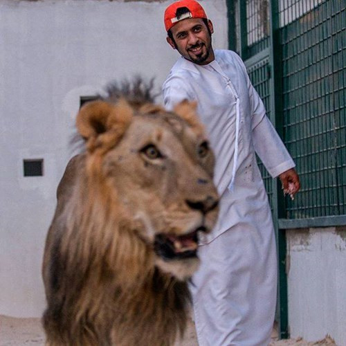 Bỏ cả núi tiền ra mua mãnh thú về nuôi, đại gia này còn chịu tốn kém để chăm sóc chúng. Theo quan niệm của giới nhà giàu Dubai, động vật càng hiếm thì càng chứng tỏ sự giàu có. Ảnh: The Sun.