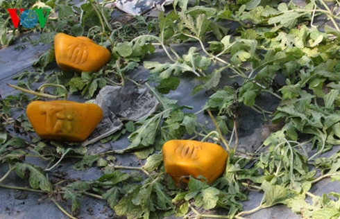 Sau nhiều năm thử nghiệm, ông Trần Thanh Liêm (ở phường Bình Thủy, quận Bình Thủy, thành phố Cần Thơ) đã rất thành công trong việc biến một trái dưa hấu bình thường thành dưa hấu có hình dáng đặc trưng là “một thỏi vàng”. Ảnh: VOV.