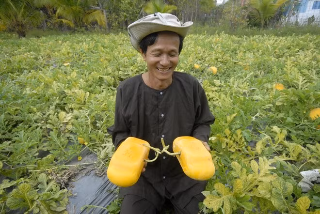 Theo ông Liêm, trong các loại khuôn thì khuôn dưa hình xe hơi khiến ông mất nhiều thời gian nhất. Ông đã phải mất gần 3 năm mày mò mới đúc được loại dưa hình xe hơi này. Giống để làm ra dưa hấu xe hơi cũng được ông chọn rất kỹ, và chỉ loại dưa Bảo Quán, có màu xanh sọc được chọn để tạo hình. Ảnh: Zing.
