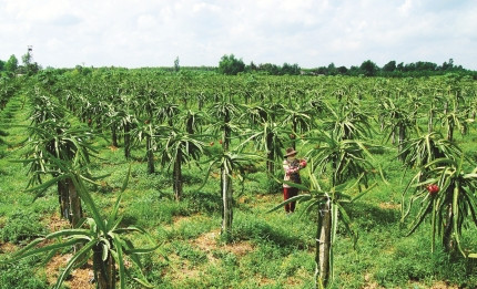 Trang trại thanh long của anh em ông Phước ban đầu cho khoảng 200kg trái vào năm 2013 do cây chưa đủ sức. Thấy vậy, ông Phước và người em trồng xen đu đủ. Nhờ đó, tổng thu của 2 anh em được gần 500 triệu đồng vào cuối năm, theo Dân Việt. Ảnh: Báo Cà Mau.