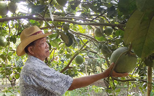 Với giá bán trung bình khoảng 50.000 đồng/kg, doanh thu hàng năm của gia đình ông đạt gần 14 tỷ đồng. Sau khi trừ chi phí, ông còn lãi gần 10 tỷ đồng. Trang trại của ông là trang trại trồng bưởi đầu tiên tại Bình Dương đạt tiêu chuẩn VietGAP. Ảnh: Trang Trại Việt.
