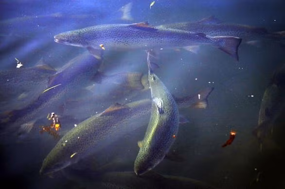 Thời điểm mùa cá hồi cho trứng ngon nhất là từ tháng 6 tới tháng 8.