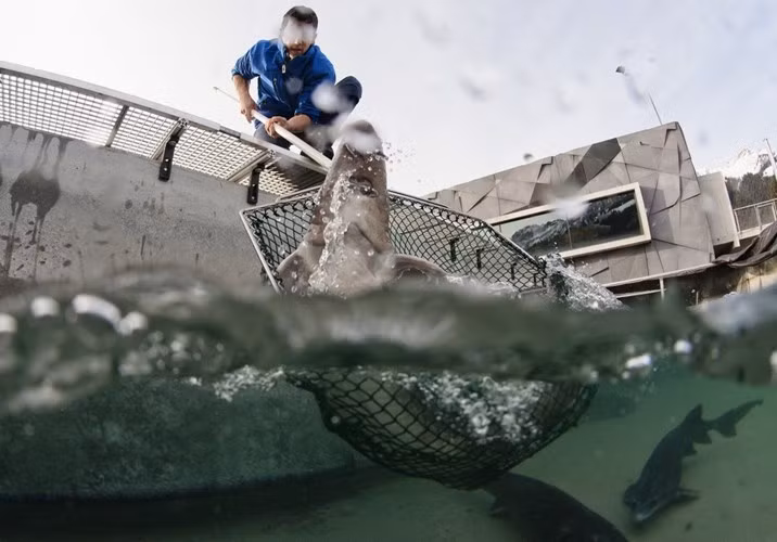 Khoảng 10 năm trước, người ta bất ngờ phát hiện những suối nước nóng ở vùng núi Bernese của Thụy Sĩ trở thành nhà sản xuất hàng đầu món trứng cá tầm muối siêu đắt. Nó là món ăn được mệnh danh "vàng đen trên bàn tiệc”.
