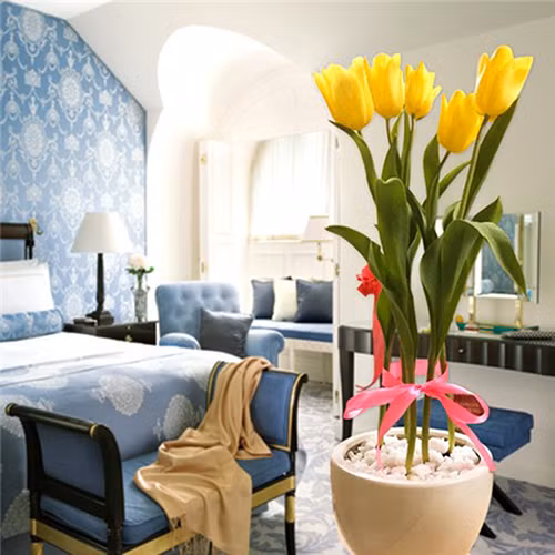 Thời gian thích hợp nhất để trồng hoa Tulip là vào thời điểm cuối năm, còn riêng với những vùng khí hậu quanh năm mát mẻ thì có thể trồng cây vào bất kỳ lúc nào.