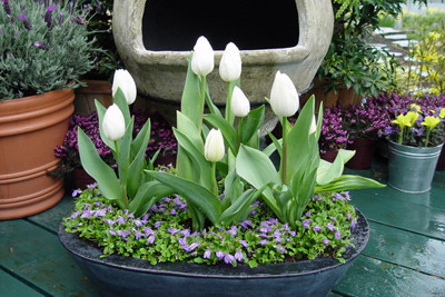 Năm nay cũng vậy, khi chỉ còn khoảng tháng rưỡi nữa tới Tết Nguyên Đán, thị trường tiêu dùng bắt đầu rộ lên trào lưu mua củ hoa Tulip về tự trồng tại nhà để chưng Tết.