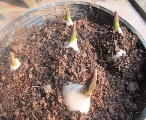 Tiếp tục đổ đất lên trên sao cho củ hoa chỉ còn nhô lên phần đầu. Bạn dùng tay để gạt cho đất bằng phẳng ở mặt trên và lấp kín những khoảng trống do đổ đất chưa đều rồi dùng bình tưới nước đẫm đất. Sau khi nước thoát hết thì đặt chậu cây vào chỗ có mái che để không bị ngập nước nếu mưa. Nếu trời không mưa, thỉnh thoảng bạn nên dùng tay kiểm tra đất và chỉ tưới một ít nước nếu thấy đất khô, đồng thời rào kỹ để tránh chuột phá củ.