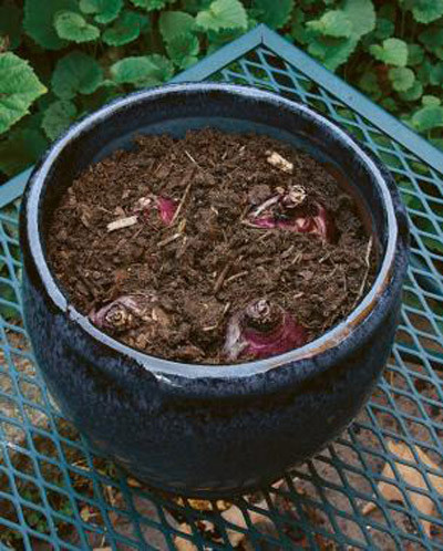 Khi đã có chậu, củ hoa và đất trồng, bạn đổ lớp đất cho đến khi mặt đất cách miệng chậu khoảng 10cm thì dừng lại. Bạn nên chọn loại đất được trộn xơ dừa và qua xử lý nấm bệnh để đảm bảo cho cây phát triển khỏe mạnh. Sau đó bắt đầu đặt củ vào chậu. Bạn chỉ cần ấn nhẹ tay để củ đứng thẳng trên mặt đất.