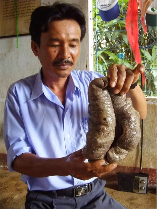 Đôi khi đang lặn bỗng dưng bình oxy ngừng hoạt động, áp xuất dưới biển thay đổi đột ngột, hay dây kéo vướng vào đá rất nguy hiểm. Đã có nhiều thợ lặn kỳ cựu khi gặp sự cố cũng không thoát được “cửa tử”. Ảnh: Bưu Điện Việt Nam.