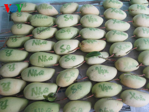 Loại xoài in chữ “phát tài phát lộc”, “vạn sự như ý”, “an khang thịnh vượng” và xoài có hình bản đồ Việt Nam cũng được nhiều người tiêu dùng lựa chọn trưng Tết. Ảnh: VOV.