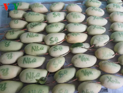 Loại xoài in chữ “phát tài phát lộc”, “vạn sự như ý”, “an khang thịnh vượng” và xoài có hình bản đồ Việt Nam cũng được nhiều người tiêu dùng lựa chọn trưng Tết. Ảnh: VOV.