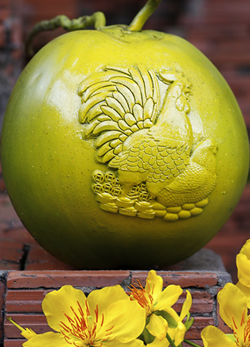 Đến khi thu hoạch, muốn trái dừa đẹp mắt và có màu hấp dẫn, các thợ làm sẽ phủ lên một lớp sơn nhũ. Chính vì sản xuất công phu và lựa chọn trái kỹ càng nên giá sản phẩm khá cao. Giá khởi điểm của sản phẩm là 790.000 đồng/trái và sẽ tăng theo từng thời điểm. Đặc biệt, từ sau ngày 21/1/2017 trở đi giá sẽ lên gần 1,2 triệu đồng/trái. Ảnh: Vnexpress.