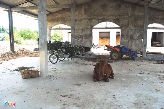 Ngày 19/5/2010, chủ đầu tư tiến hành lễ khai trương Trung tâm thương mại chợ Rộ. Tuy nhiên, sau lễ khai trương rầm rộ, khu chợ tiền tỷ này chỉ hoạt động èo uột với vài ki-ốt nhỏ lẻ rồi bỏ hoang từ đó đến nay. Toàn bộ diện tích đất xung quanh khu chợ do bị bỏ không lâu ngày nên hoang tàn, ảm đạm. Trong chợ làm nơi tập kết đủ thứ, thậm chí cho bò ở. Ảnh: Zing.