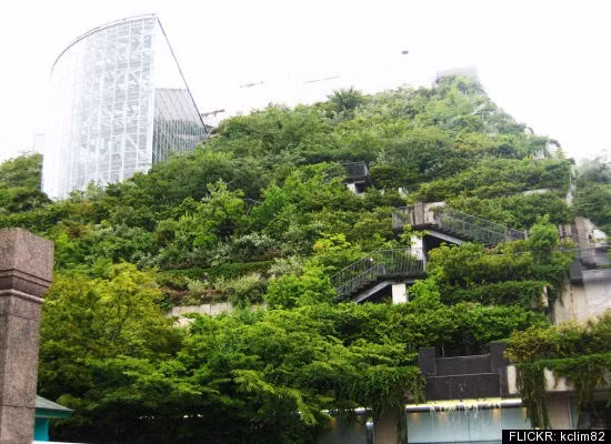 Công trình ACROS được chú ý đặc biệt vì khắp bề mặt tòa nhà bao phủ bởi khoảng 50.000 giống cây xanh tươi, trong đó có 76 loài đặc biệt. Ảnh: Internet.