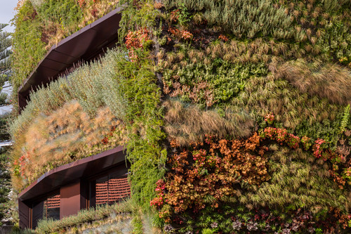 Các mặt thoáng của nhà được bao phủ bởi 4.500 cây xanh với 25 chủng loại khác nhau. Sự phong phú này giúp cho ngôi nhà có mặt tiền đa dạng với nhiều mùi hương. Ảnh: Design Milk.