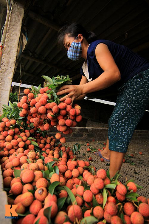 Theo Khám Phá, vào thời điểm chính vụ, mỗi ngày gia đình ông Vũ Mạnh Hùng (Lục Ngạn, Bắc Giang) sấy khoảng 1 -2 tấn vải tươi, thu lãi khoảng 1 triệu đồng. Ảnh: Khám Phá.
