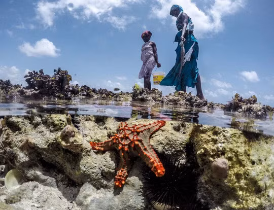 Sự kết hợp giữa những bãi đá gập ghềnh và những rạn san hô cung cấp rất nhiều nơi ẩn náu cho bạch tuộc khi thủy triều xuống, khiến chúng gần như vô hình đối với những cặp mắt bình thường. Ngoài ra, một thử thách khác mà những người đi săn phải đối mặt chính là nhím biển.