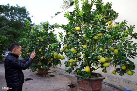 Mất nhiều năm nghiên cứu, ông Nguyễn Văn Lộc (Tứ Liên, Hà Nội) trồng được những cây bưởi Tết trên 200 quả bằng phương pháp ghép, theo Zing. Trong ảnh là một trong những cây bưởi 200 quả, giá 40 triệu đồng/gốc. Những ngày gần Tết Nguyên đán 2017, khách hàng đã rục rịch đi săn đón chậu bưởi cảnh về chơi Tết. Ảnh: Zing.