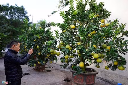 Mất nhiều năm nghiên cứu, ông Nguyễn Văn Lộc (Tứ Liên, Hà Nội) trồng được những cây bưởi Tết trên 200 quả bằng phương pháp ghép, theo Zing. Trong ảnh là một trong những cây bưởi 200 quả, giá 40 triệu đồng/gốc. Những ngày gần Tết Nguyên đán 2017, khách hàng đã rục rịch đi săn đón chậu bưởi cảnh về chơi Tết. Ảnh: Zing.