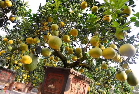 Mỗi quả bưởi trên chậu cảnh đều nặng từ 1 đến 2 kg, đạt chuẩn như bình thường. Bưởi trên chậu cảnh cũng có mùi thơm dịu đặc trưng và có màu vàng óng tự nhiên. Hiện tại, có một số khách hàng đặt mua. Sát Tết, ông Lộc và gia đình sẽ chuyển thêm gần 100 gốc từ vườn ra chợ bày bán. Ảnh: Zing.