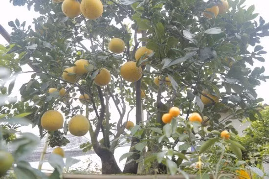 Theo anh Thọ, cây bưởi này đã được đem đi triển lãm trong nhiều dịp. Có rất nhiều người đến xem và trả giá lên đến vài cây vàng nhưng anh vẫn chưa bán. Anh chỉ muốn cho thuê chơi Tết với giá 60-70 triệu đồng. Ảnh: Công Lý.