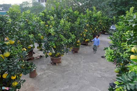 Năm nay, ông Lộc ghén được hàng trăm gốc bưởi diễn cảnh mang ra chợ hoa Lạc Long Quân bày bán. Mỗi cây có từ 100 đến 200 quả, giá bán thấp nhất 5 triệu, cao nhất 40 triệu đồng. Ảnh: Zing.