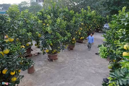 Năm nay, ông Lộc ghén được hàng trăm gốc bưởi diễn cảnh mang ra chợ hoa Lạc Long Quân bày bán. Mỗi cây có từ 100 đến 200 quả, giá bán thấp nhất 5 triệu, cao nhất 40 triệu đồng. Ảnh: Zing.