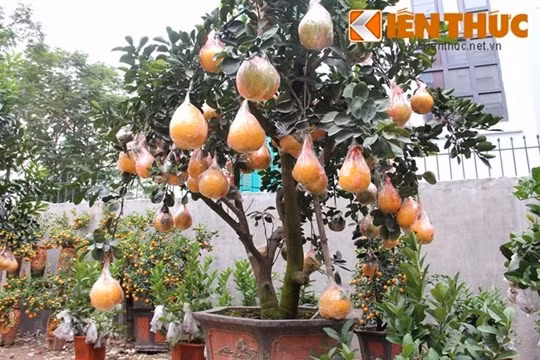 Theo người trông vườn cảnh, rất nhiều khách đến mua bưởi cảnh, trong đó có chậu 100 quả giá 40 triệu đồng.