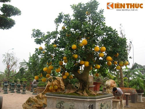 Chậu bưởi cảnh trị giá gần 100 triệu của nghệ nhân Chu Mạnh Hùng được đặt tại vườn cảnh ở Phúc Thọ (Sơn Tây- Hà Nội).