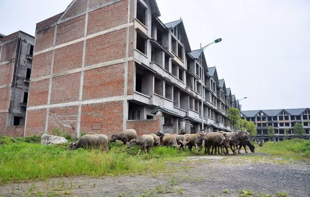 Cả trăm căn biệt thự bỏ hoang liền kề mới chỉ hoàn thiện phần thô, chưa có người ở. Xung quanh các bãi đất trống rộng hàng hecta để không cỏ mọc um tùm, có chỗ cao cả mét. Tận dụng phần đất này, nhiều hộ dân ở các khu vực lân cận đã đến chăn thả gia súc, kiếm thêm thu nhập.