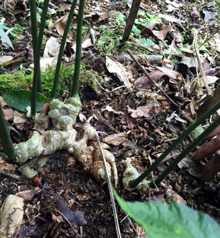 Ông Hồ Kim Lĩnh, thôn 3, xã Trà Linh, huyện Nam Trà My, cũng sở hữu cây sâm Ngọc Linh 7 nhánh, trên 100 năm tuổi, được trả giá 500 triệu đồng nhưng ông không bán. Ảnh: Nông Nghiệp Việt Nam.