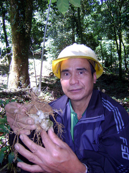 “Vua sâm” Hồ Văn Du ở xã Trà Linh, huyện Nam Trà My, bên gốc sâm 10 năm tuổi trong khu vườn sâm giữa đại ngàn Ngọc Linh.