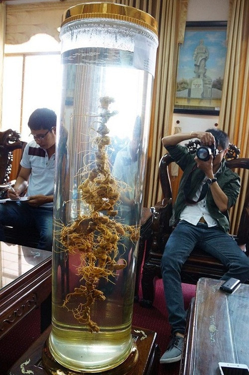 Bình sâm được cho là “độc nhất vô nhị” đã tình cờ được nhìn thấy trong phòng tiếp khách của UBND TP.Tam Kỳ (Quảng Nam). Thông tin trên báo Dân việt, bình sâm cao khoảng 1m, dạng bình tròn, phía bên trong có đến vài chục củ sâm Ngọc Linh quý hiếm nối gắn dính với nhau tạo thành một củ “sâm khủng” rất đẹp mắt. Ảnh: Dân Việt.