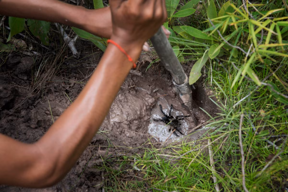 Sin Visal đào lỗ để bắt nhện. Nhện vằn, có các sọc trắng ở chân, chúng thường chạy trốn hay cắn khi bị tấn công.
