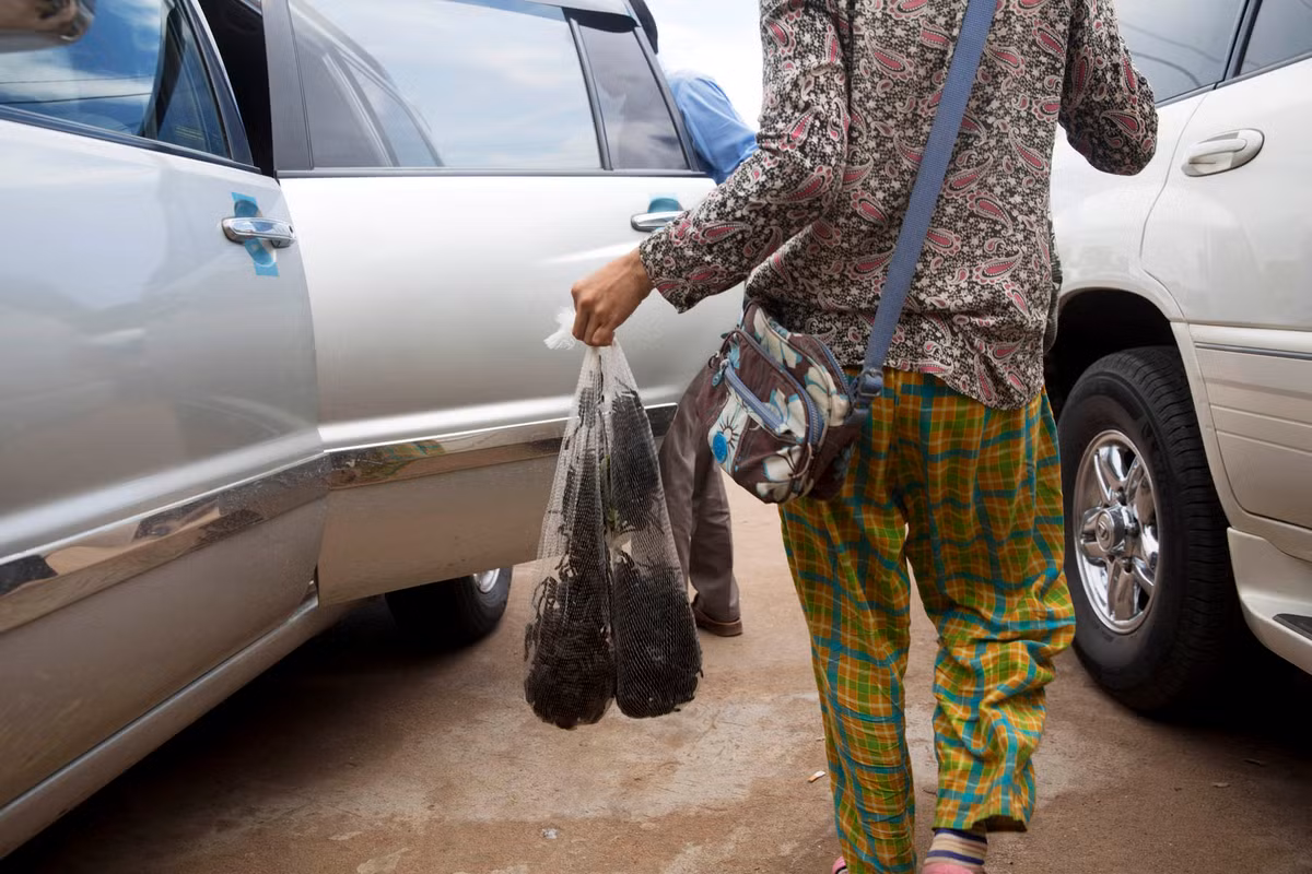 Một thợ săn nhện có thể bắt được 100 con mỗi ngày và đem bán trên thị trường.