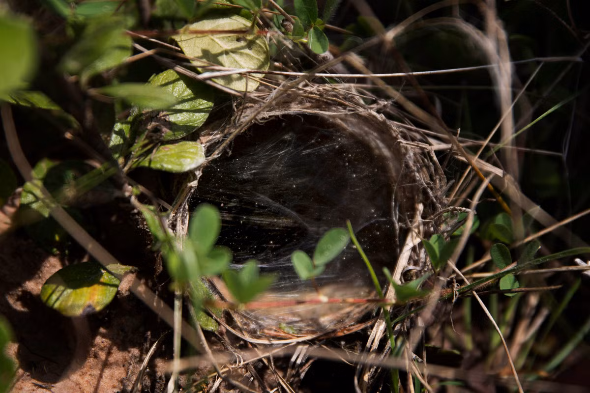 Những người đi săn thường tìm nhện trong các hang ổ của chúng giữa những đám cỏ. Loài côn trùng 8 chân này thường hoạt động về ban đêm và ở trong hang vào ban ngày.