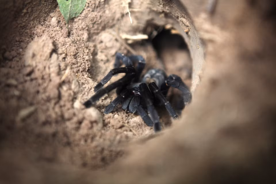 Đối với người dân của thị trấn Skuon ở Campuchia, nhện là món ăn đặc sản. Nghề săn nhện vằn cũng là công việc mưu sinh của nhiều người dân ở Skuon. Hàng ngày, nhiều nam giới và các bé trai vẫn thường vào rừng săn nhện để bán.