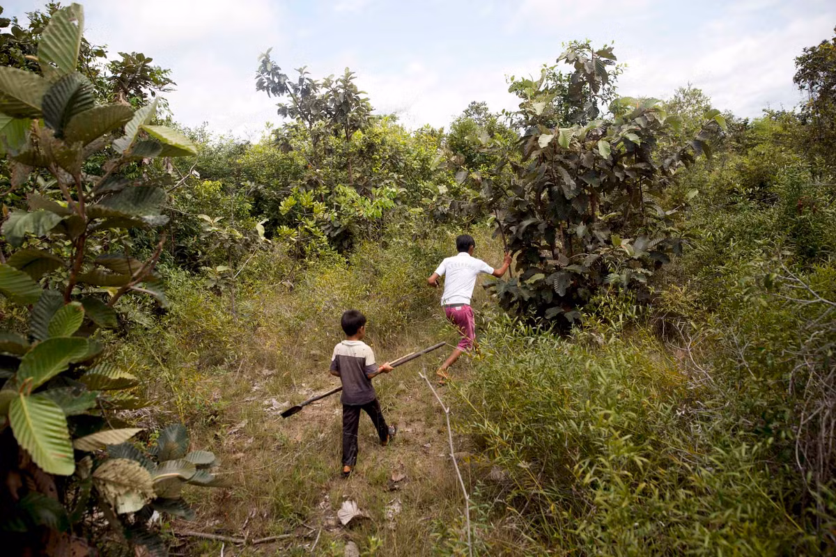 Nhện vằn Thái Lan có sọc trắng ở chân, nọc không độc nhưng gây đau đớn. Chúng thường hoạt động về đêm và ở trong hang vào ban ngày, khi bị tấn công sẽ chạy trốn hoặc cắn lại. Ảnh: Hai cậu bé Sin Visal, 17 tuổi (phải) và Sin Songha, 8 tuổi, đang vào rừng săn nhện.