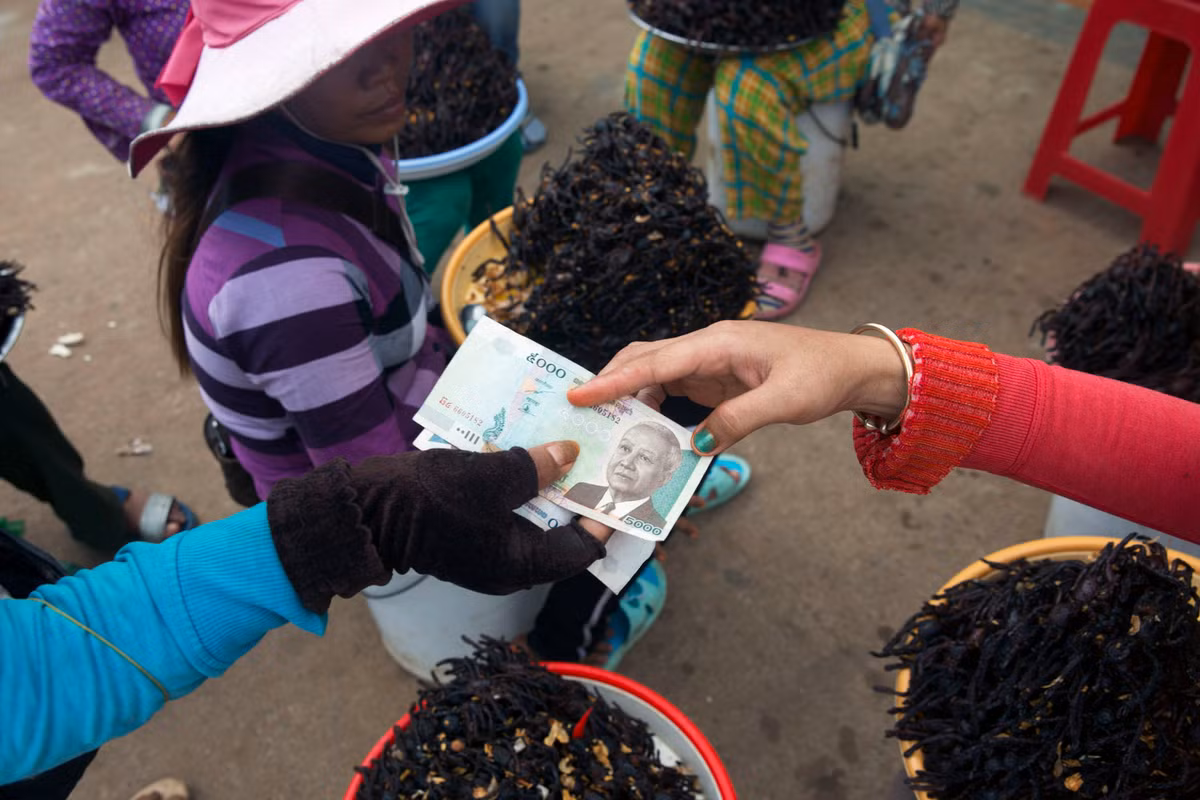 Nhện vằn là nguồn cung cấp protein, axit folic và kẽm dồi dào, đặc biệt cho trẻ đang lớn. Y học cổ truyền dùng chúng để ngâm rượu thuốc chữa đau lưng, rối loại hô hấp. Thậm chí, loài nhện này còn có công dụng giúp phụ nữ làm đẹp.