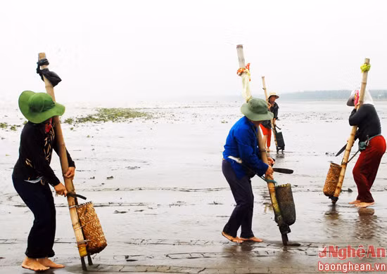 Người ta bắt nghêu bằng một loại công cụ thô sơ tự chế. Một cán tre có chiều dài hơn 2 mét. Mùa ngao bắt đầu từ tháng 3 cho đến hết tháng 7 dương lịch. Sau một buổi sáng từ 5 giờ đến 10 giờ trưa người nạo ngao cũng kiếm được ít nhất trên 100.000 đồng. Những con ngao nhỏ nhà hàng không thu mua người cào ngao đưa về làm thức ăn trong gia đình hoặc bán lẻ ở các chợ. Ảnh: Báo Nghệ An.