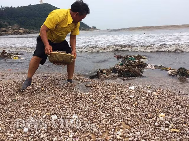 Những ngày gần đây, rất đông người dân ở xã Thạch Hải, huyện Thạch Hà (Hà Tĩnh) hồ hởi ra bãi biển Quỳnh Viên của xã để vớt sò lông trôi dạt vào bờ. Đây là dịp đánh bắt hải sản mang lại thu nhập hàng chục triệu cho ngư dân ở Thạch Hải. Ảnh: Dân Việt.