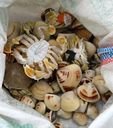 Trung bình cứ mỗi chiều, mỗi người thu được 1-2 kg, giá mỗi ký 60.000 đồng. Nghề này rất vất vả vì phải dầm nước, phơi nắng và rất đau lưng vì phải kéo cần cào đi lùi. Con nghêu còn gọi là con ngao, là loại như con sò, có hai vỏ trắng, ruột mềm, sống ở ven cửa sông, cửa biển. Ảnh: Báo Tin Tức.