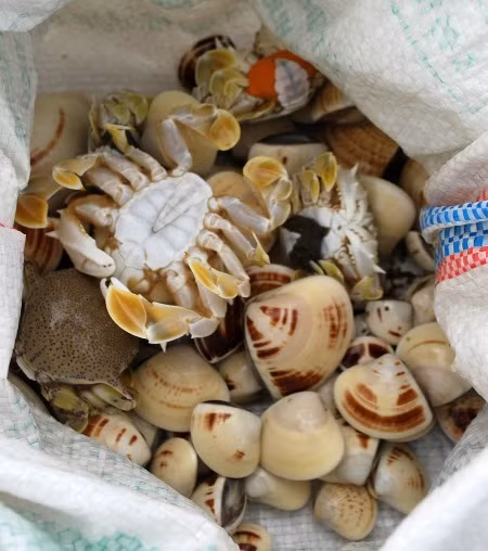 Trung bình cứ mỗi chiều, mỗi người thu được 1-2 kg, giá mỗi ký 60.000 đồng. Nghề này rất vất vả vì phải dầm nước, phơi nắng và rất đau lưng vì phải kéo cần cào đi lùi. Con nghêu còn gọi là con ngao, là loại như con sò, có hai vỏ trắng, ruột mềm, sống ở ven cửa sông, cửa biển. Ảnh: Báo Tin Tức.